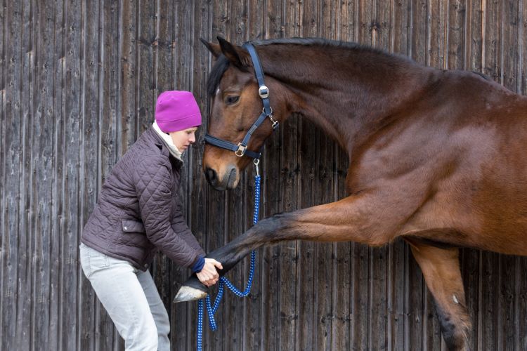 Stretching för hästar